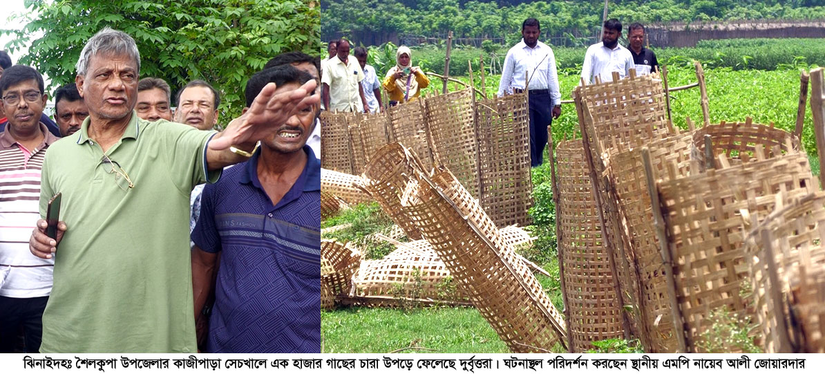শৈলকুপায় পানি উন্নয়ন বোর্ডের এক হাজার গাছ কর্তন 