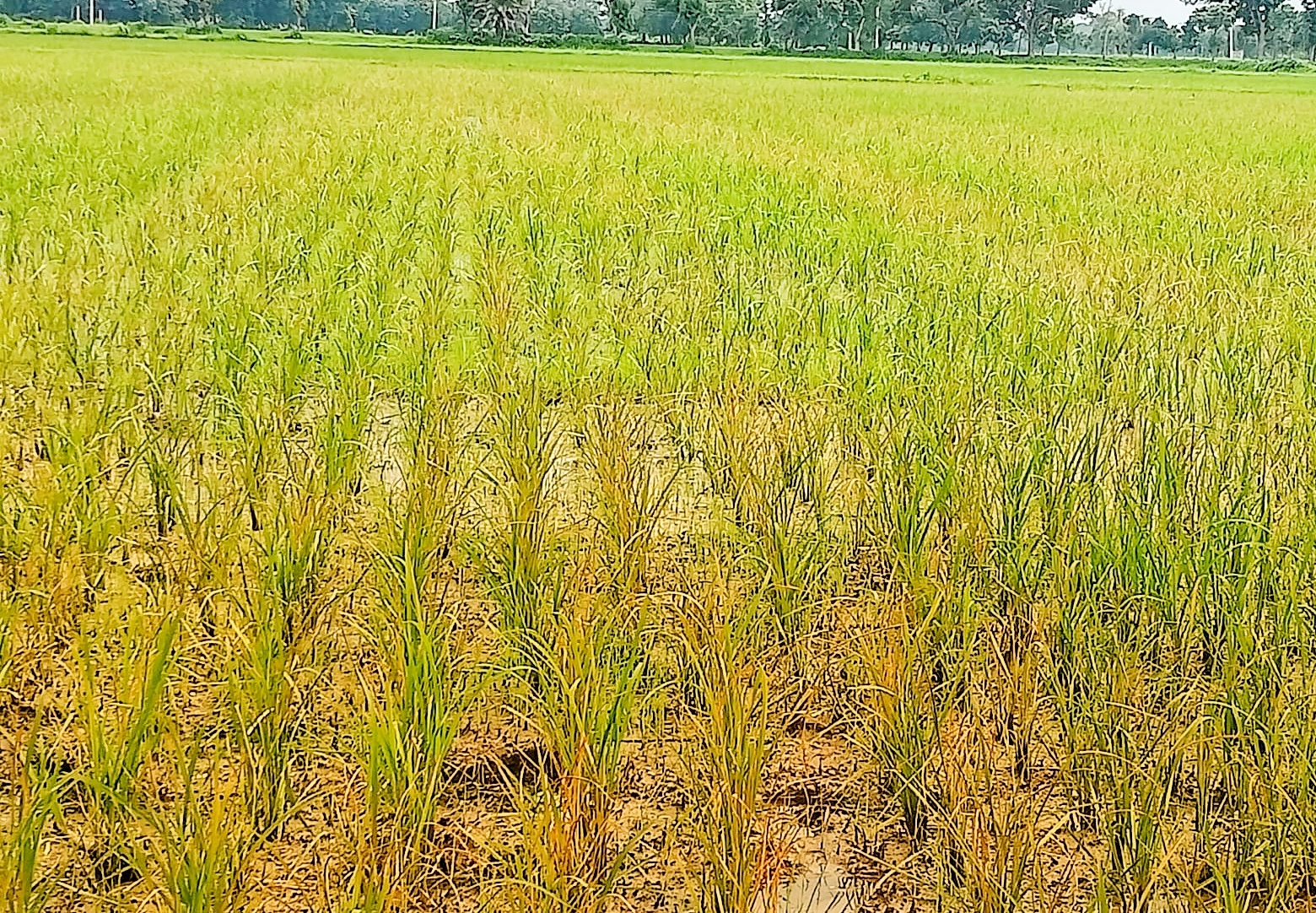 মেহেরপুরে চিৎলা ভিত্তি পাটবীজ খামার অব্যবস্থাপনা