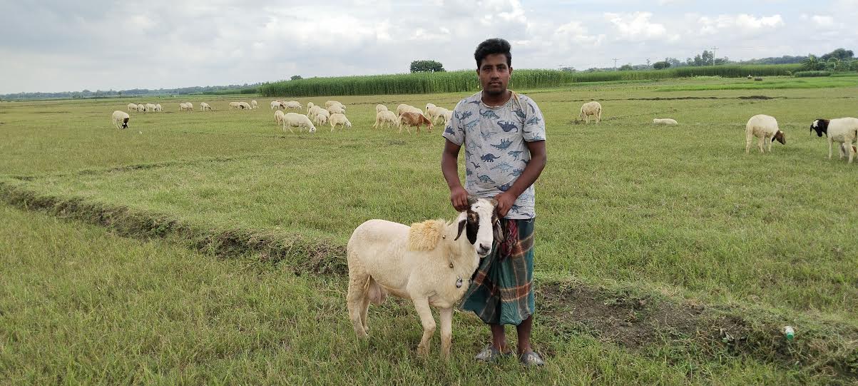 দামুড়হুদায় গাড়ল ভেড়া পালনে দূর হচ্ছে বেকারত্ব