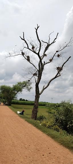 হারিয়ে যাচ্ছে পাখির কলরব