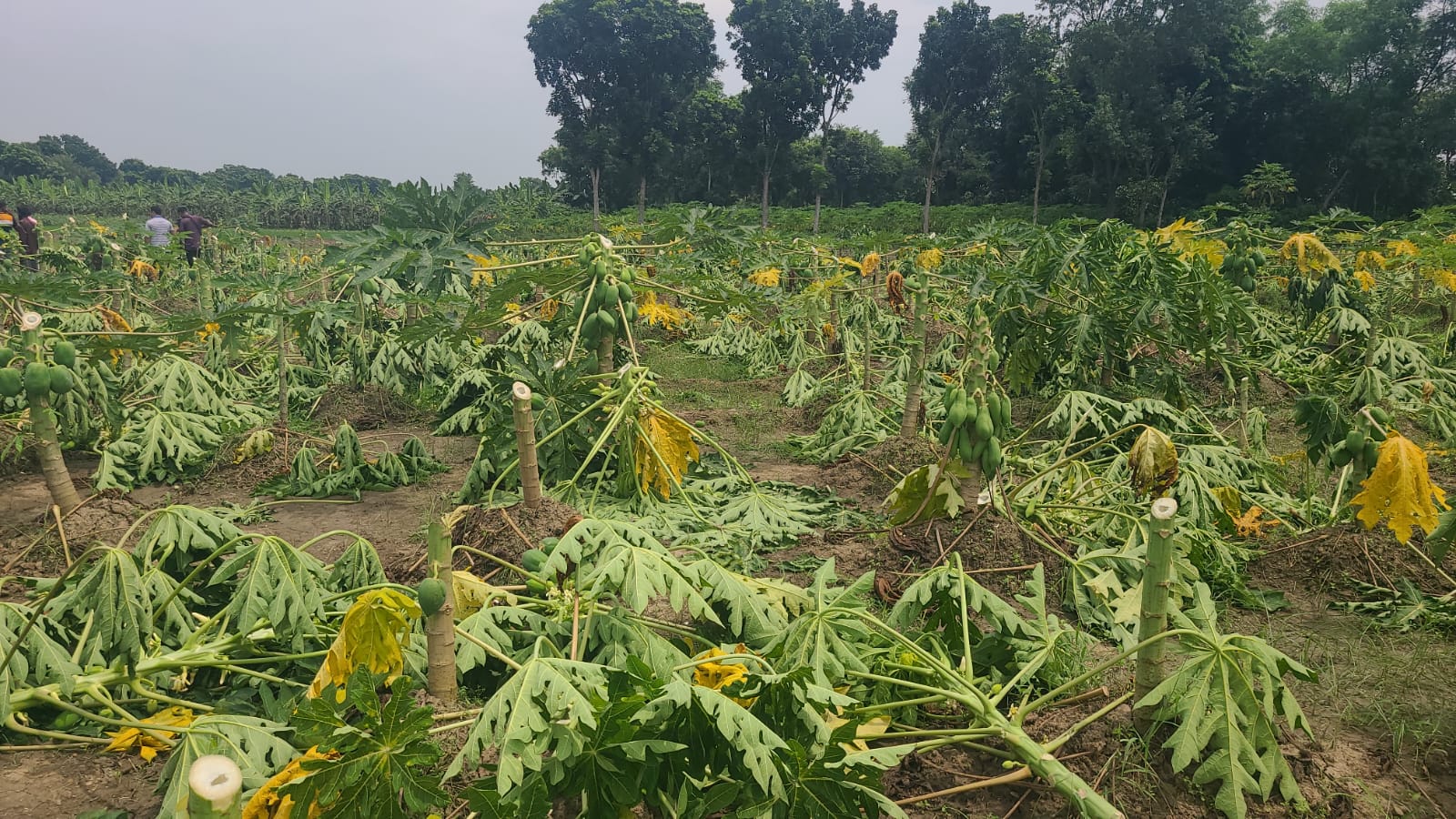 দর্শনায় দুই পক্ষের মধ্যে জমি নিয়ে দীর্ঘদিনের বিরোধ