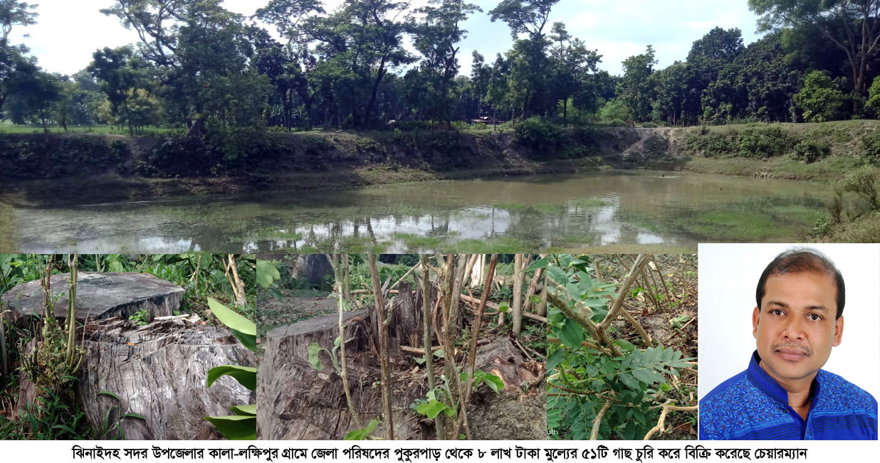 বিনা টেন্ডারে ঝিনাইদহ জেলা পরিষদের ৫১টি গাছ বিক্রি