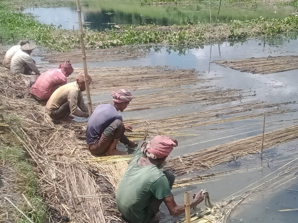জীবননগরে ব্যস্ত সময় পার করছেন পাট চাষিরা