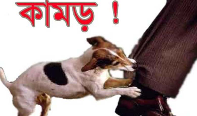 চুয়াডাঙ্গায় কুকুরের কামড়ে শিশুসহ আহত ৬