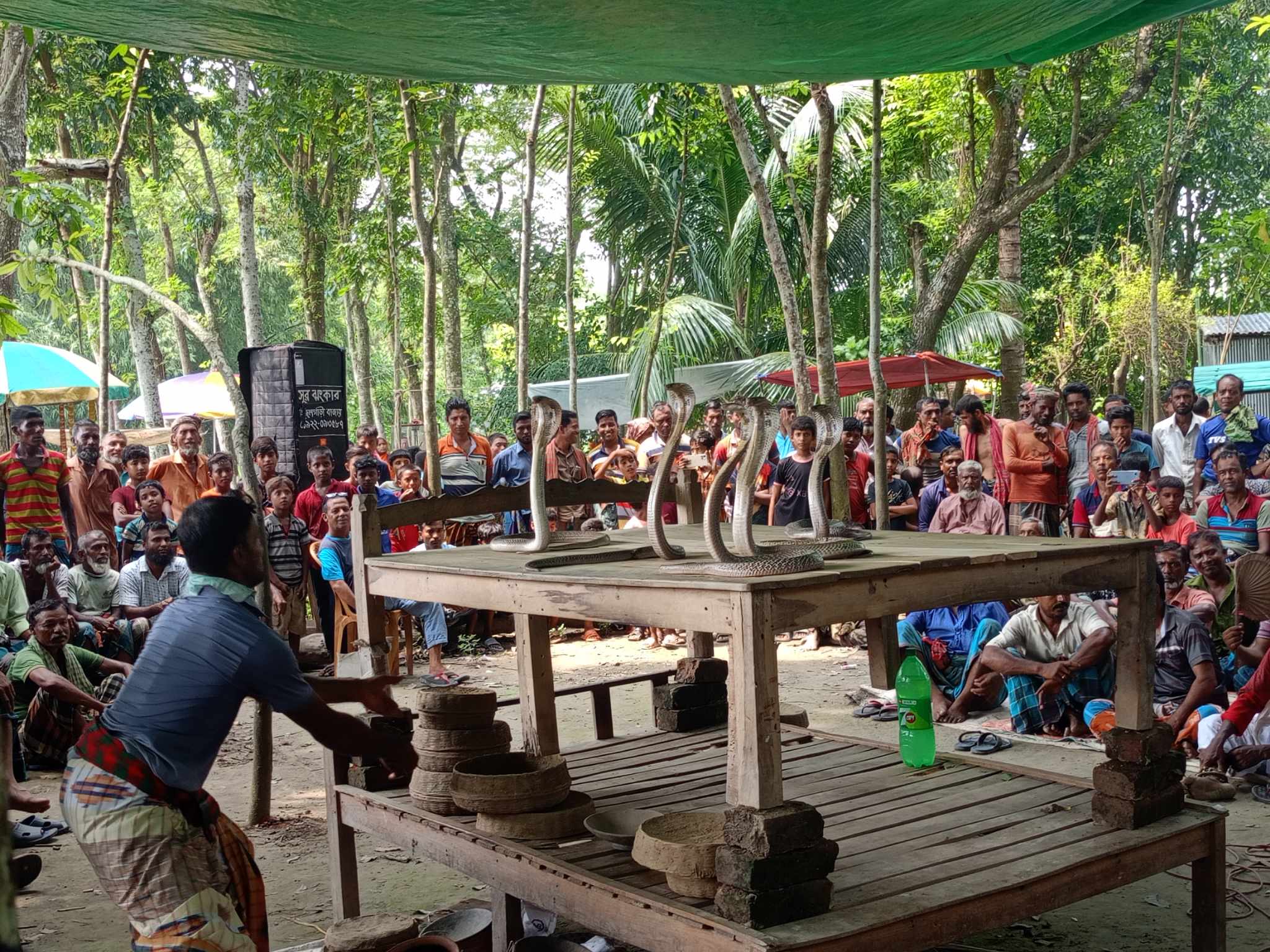 গিরিশনগরে সাপের ঝাপান খেলা অনুষ্ঠিত