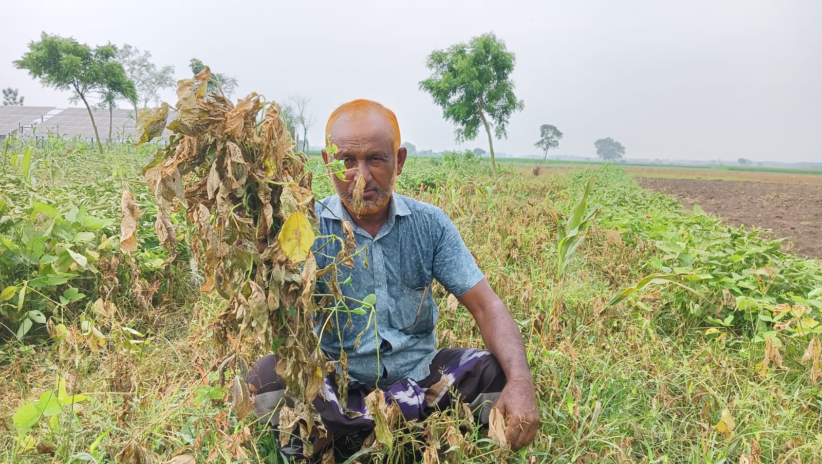 মুজিবনগরে ঘাস মারা বিষ ছিটিয়ে ২৮ শতক মাষকলাই নষ্ট