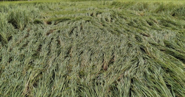 কুড়ুলগাছিতে ঝড়ে ধানের ব্যাপক ক্ষতির শঙ্কা