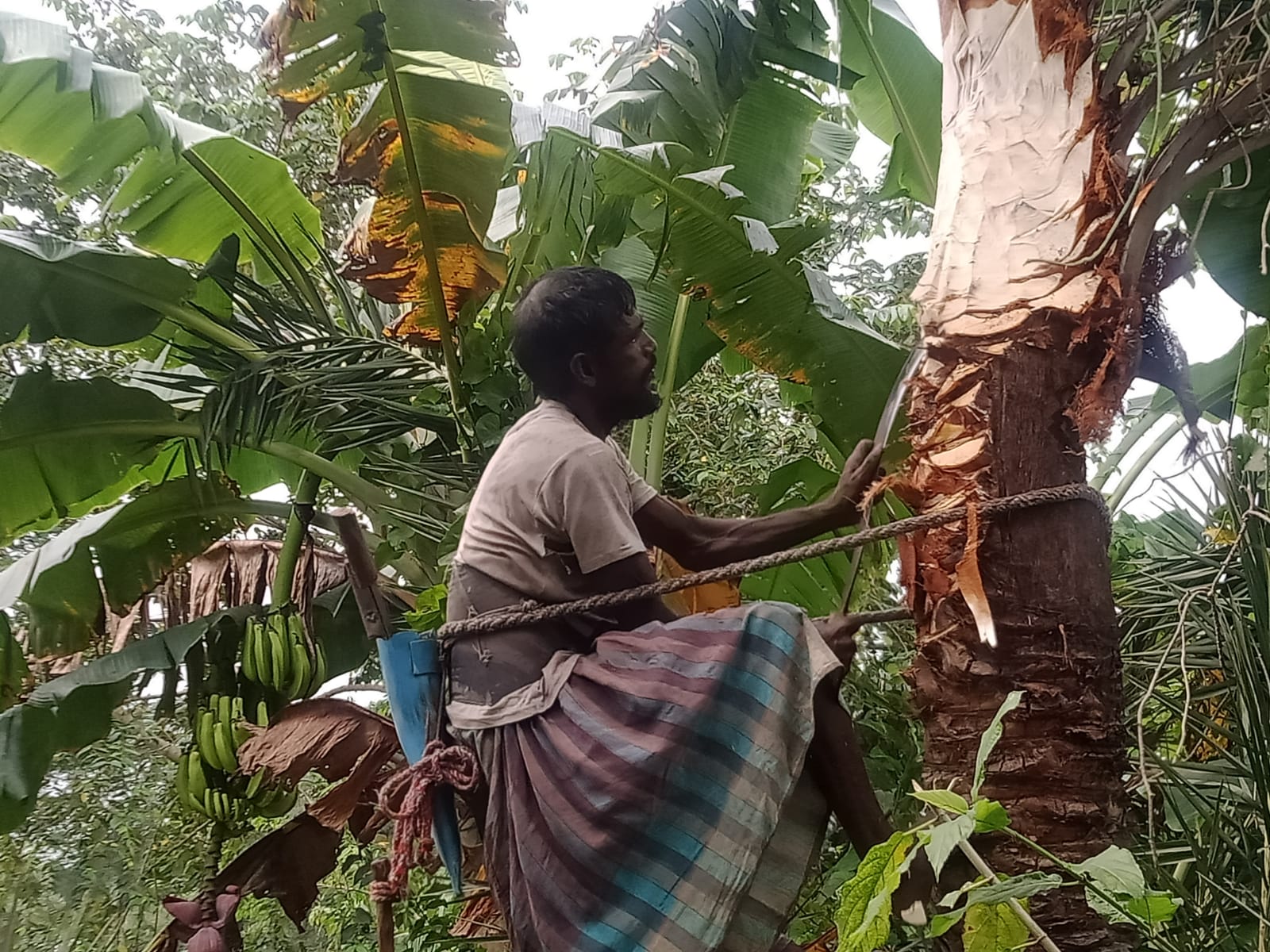 জীবননগরে গাছিদের ব্যস্ত সময়