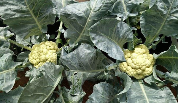 জীবননগরে শীতের আগাম সবজিতে কৃষকের আশা