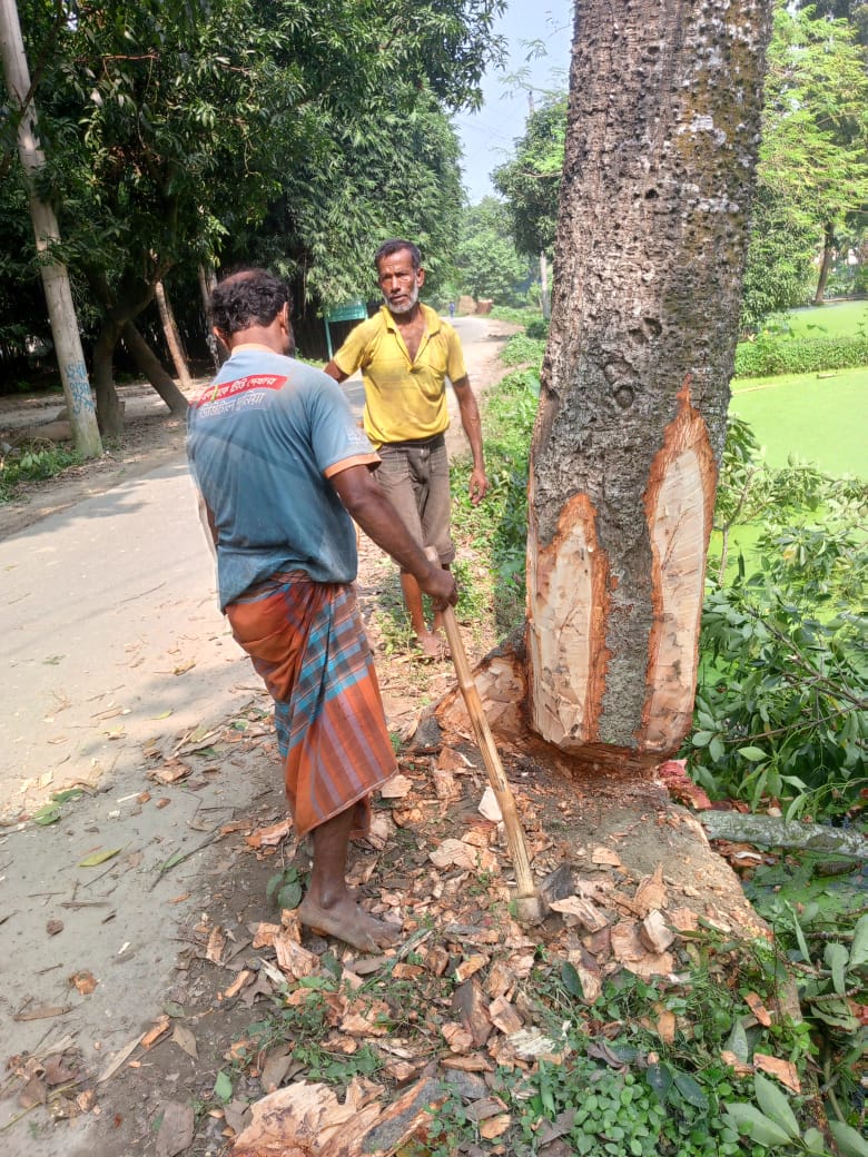 আলমডাঙ্গার ছোট পুটিমারীর গ্রামে রাস্তার গাছ কেটে বিক্রির অভিযোগ