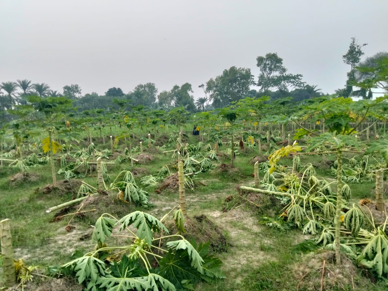 দর্শনার উজলপুরে এক বিঘা পেঁপে বাগান কর্তন, থানায় অভিযোগ