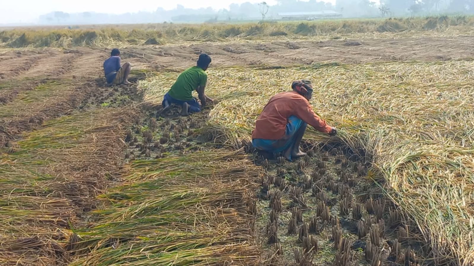 দামুড়হুদায় আমন ধান কাটা—মাড়াই কাজে কৃষকদের ব্যস্ততা, উৎসবের আমেজ