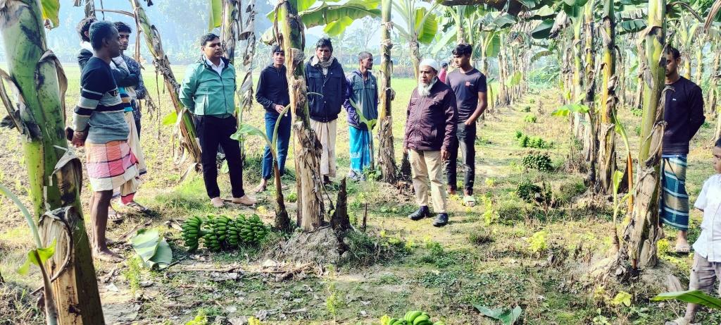 ঝিনাইদহে রাতের আধারে ফসলের সাথে শত্রুতা