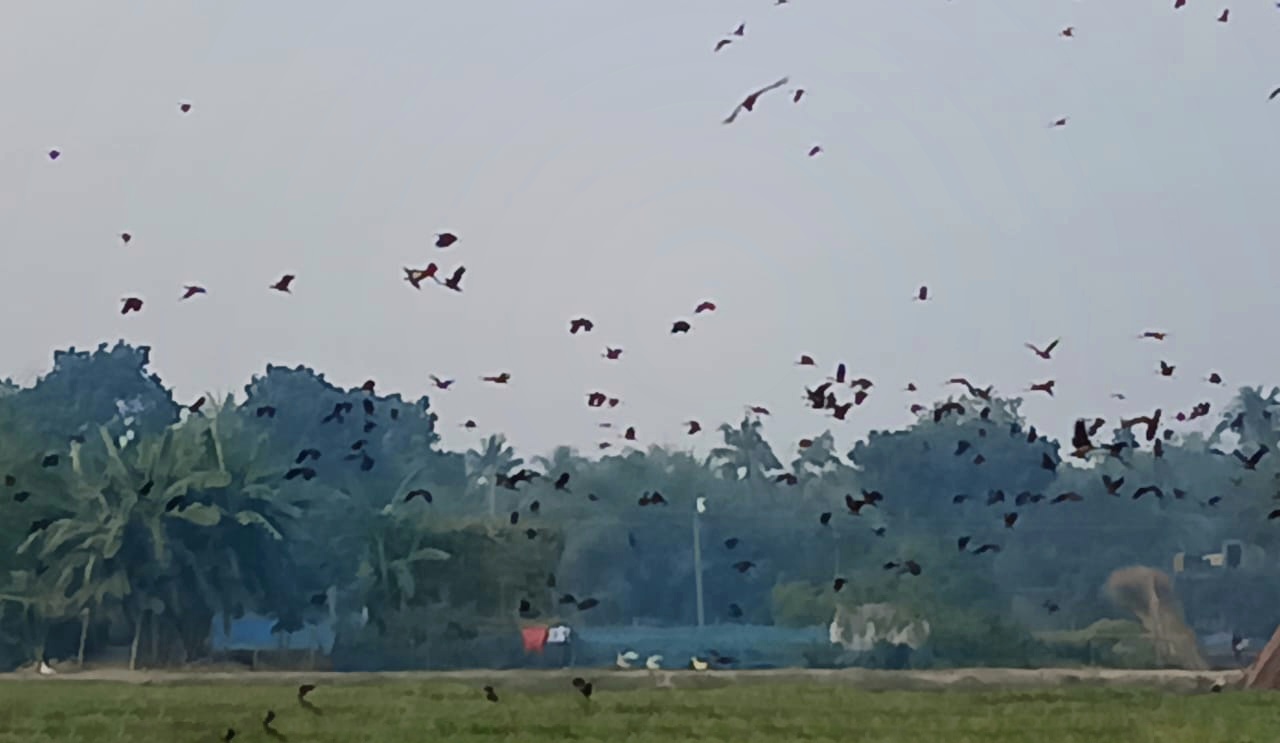 অতিথি পাখির কলধ্বনিতে মুখরিত মাইলমারী পদ্মবিল