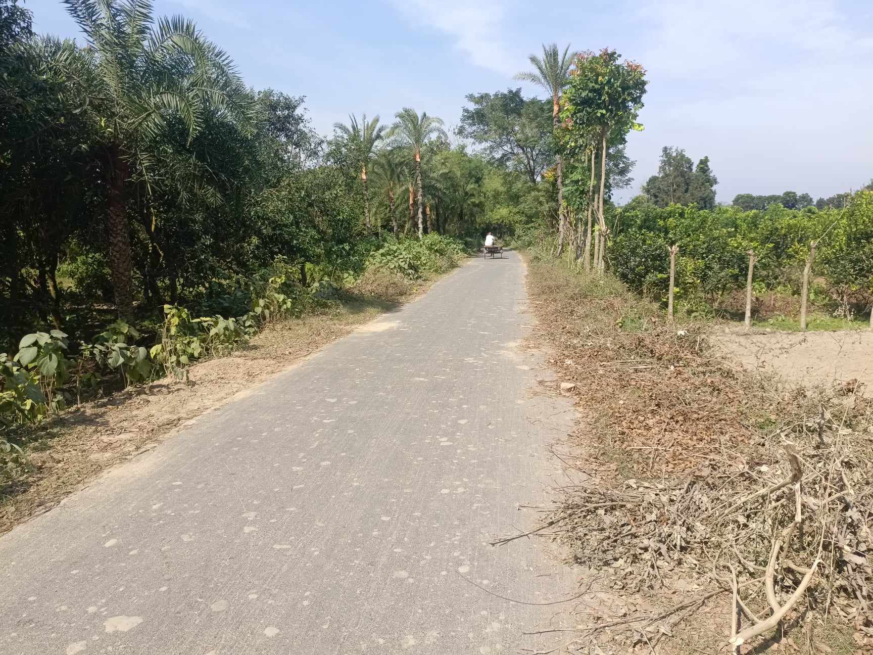 রাতে আঁধারে কোটালী রাস্তার গাছ কেটে নিচ্ছে দুর্বৃত্তরা