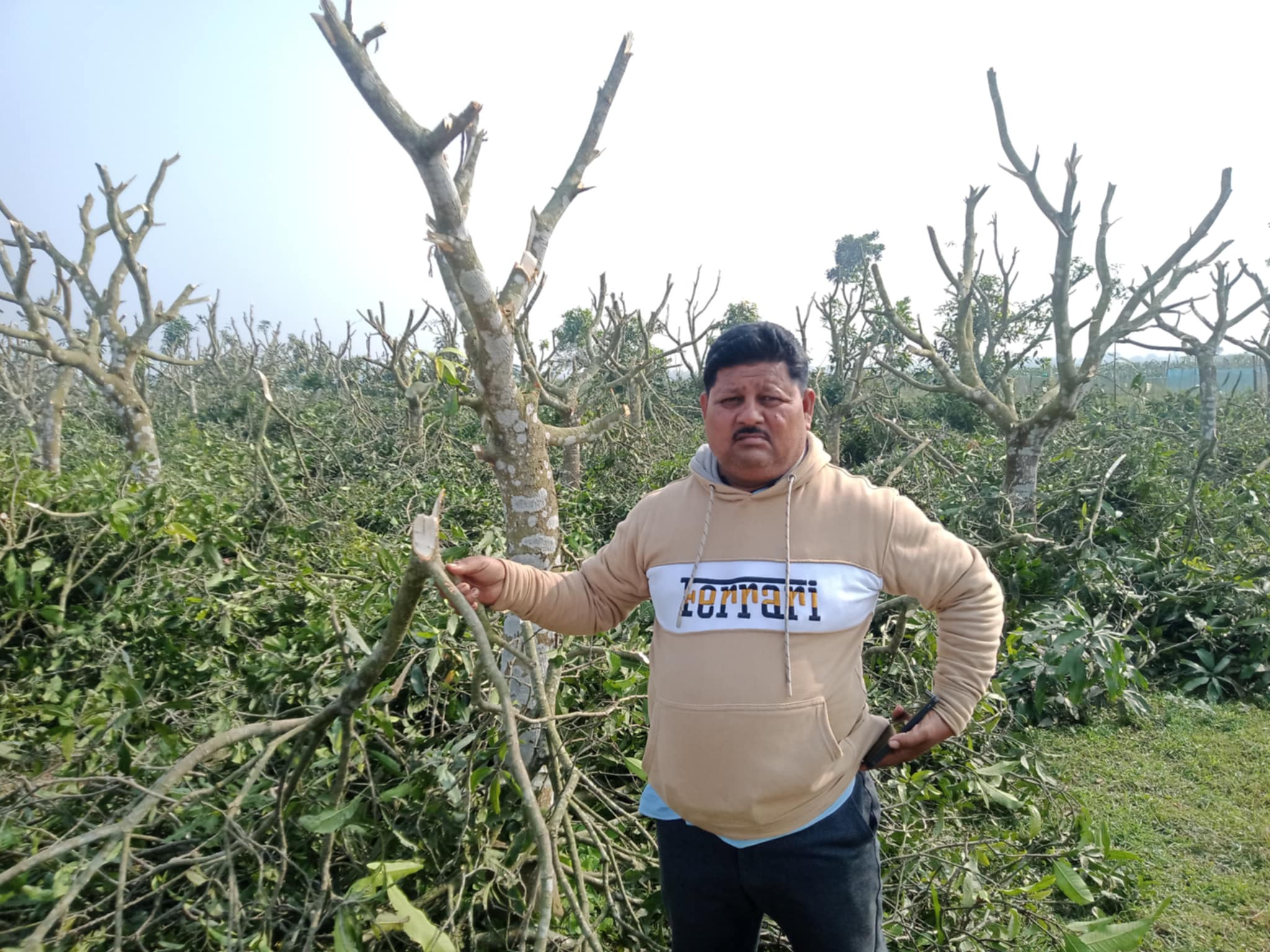 জীবননগরে কৃষকের ৪৭ শতক জমির আমগাছ কেটে সাবাড়