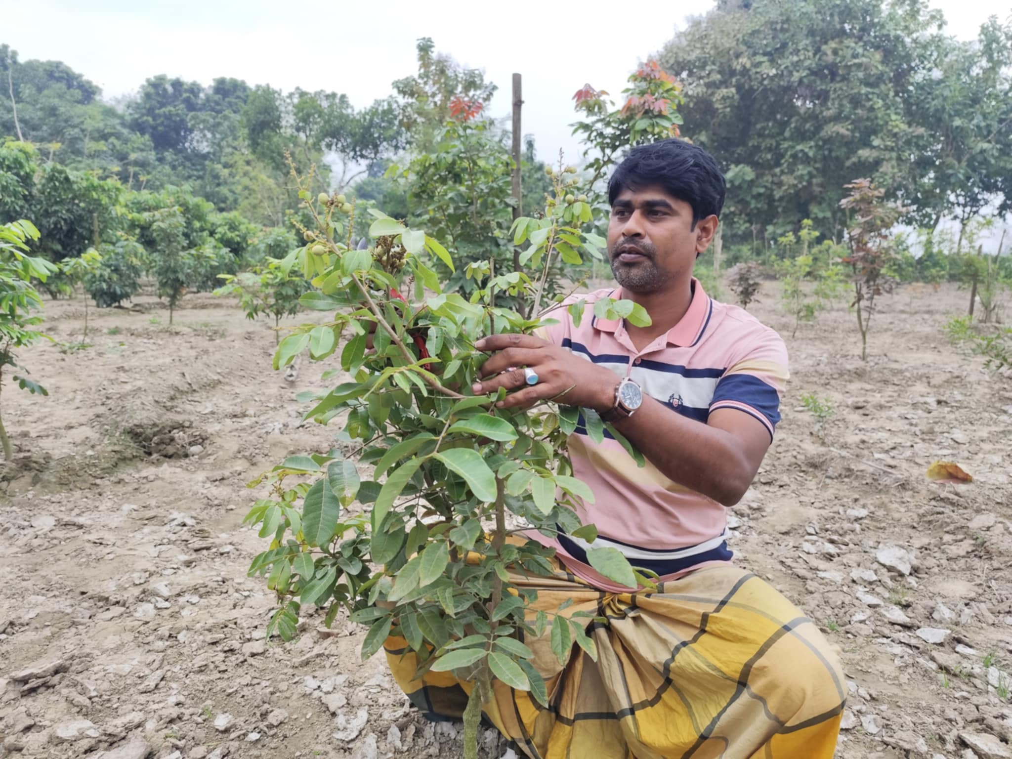 থাইল্যান্ডের লংগান ফল চাষে স্বপ্ন বুনছেন সাদ্দাম