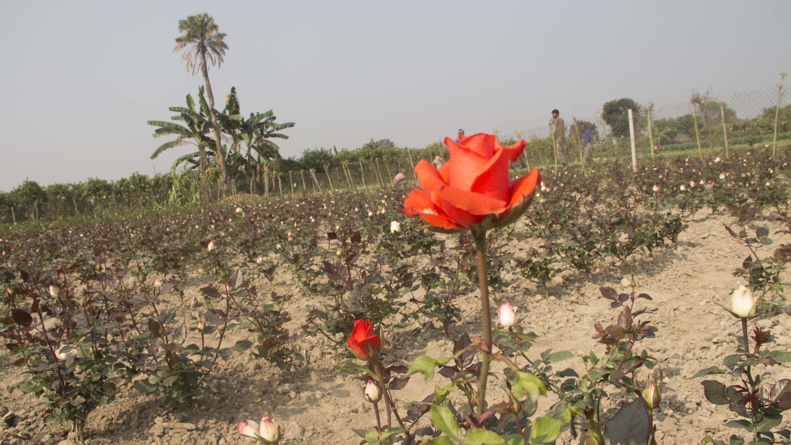গোলাপ চাষে কৃষক শফিকুলের সাফল্য