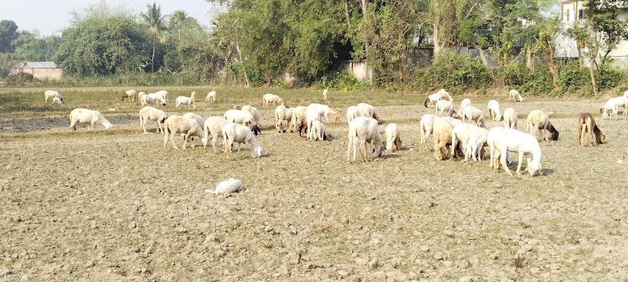 দামুড়হুদায় গাড়ল ও ছাগল পালনে স্বাবলম্বী শতাধিক পরিবার