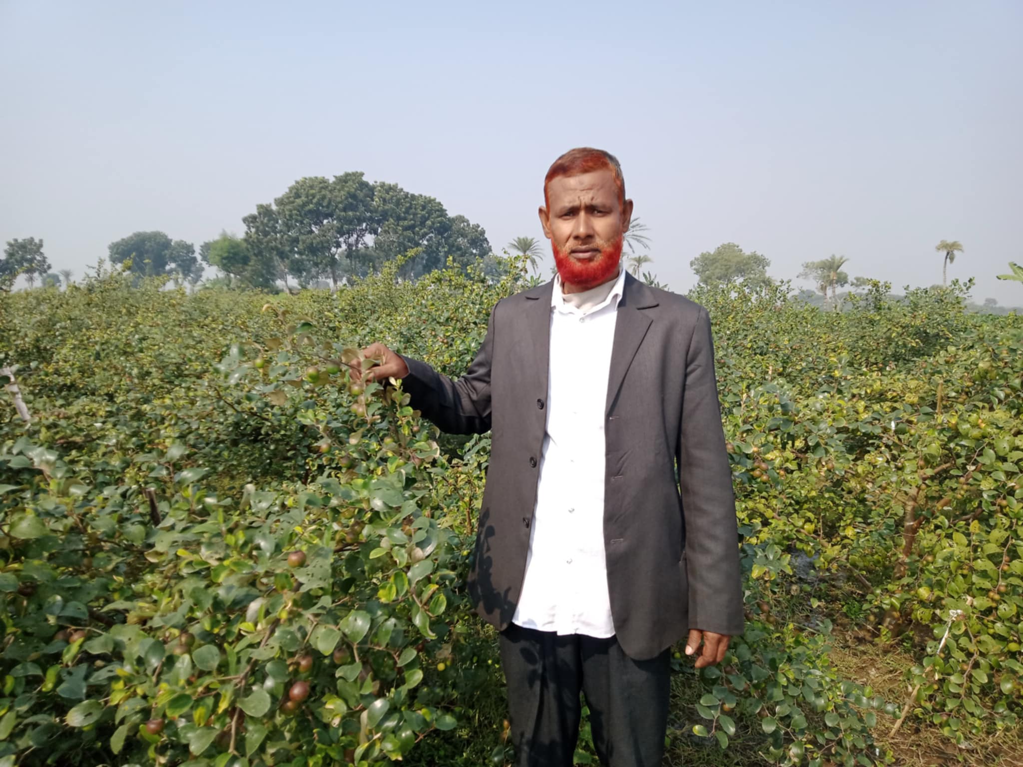 জীবননগরের বাণিজ্যিকভাবে চাষ হচ্ছে বলসুন্দরী কুল