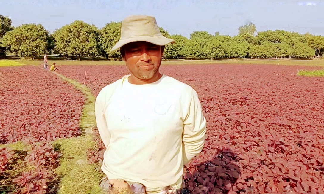 মেহেরপুরে লাল শাকের বীজ উৎপাদনে নীরব বিপ্লব!