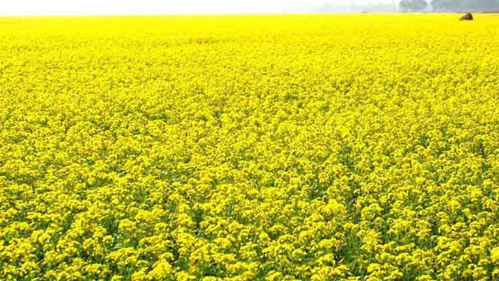 আলমডাঙ্গার মাঠজুড়ে শোভা পাচ্ছে মনোমুগ্ধকর সরিষা ফুল