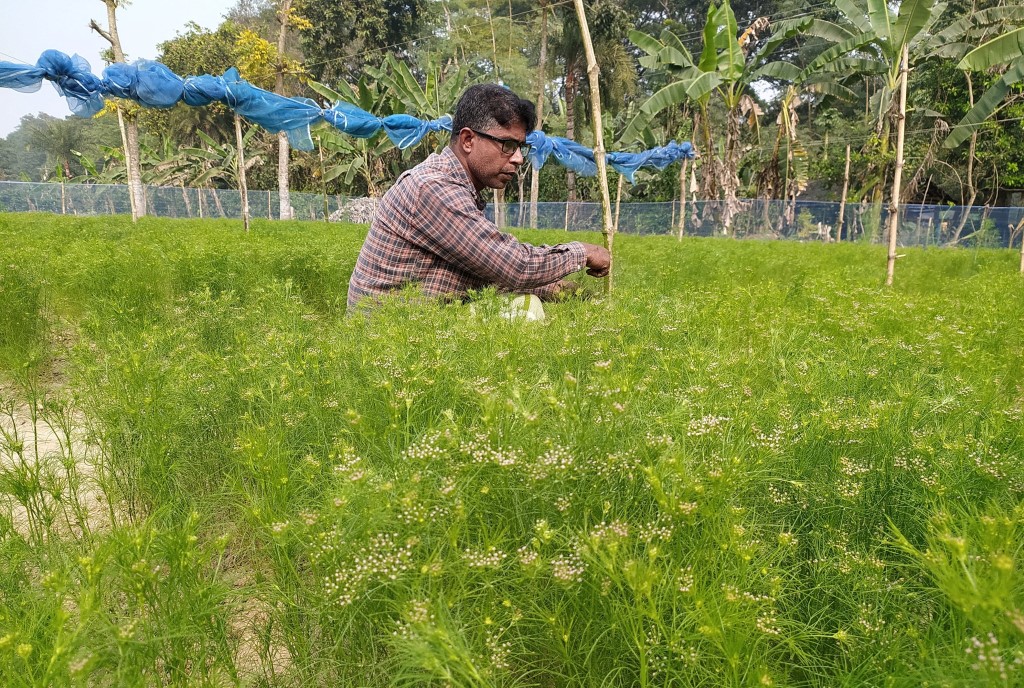 উথলীতে জিরা চাষে সফলতার পথে উদ্যোক্তা জাহিদুল