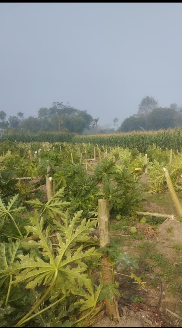 দামুড়হুদায় কৃষকের এক বিঘা পেঁপে গাছ কেটে দিল দুর্বৃত্তরা