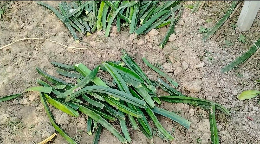 গহেরপুরে শতাধিক ড্রাগন গাছ কেটে তছরুপ