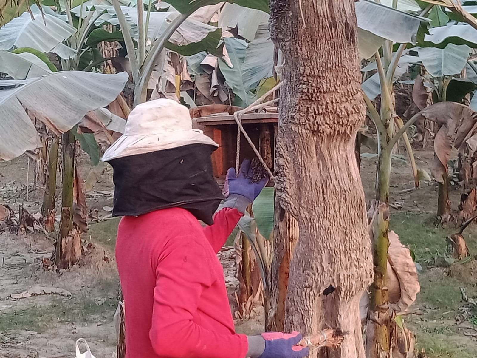 মৌ চাষে স্বপ্ন দেখছেন হাসান আলী