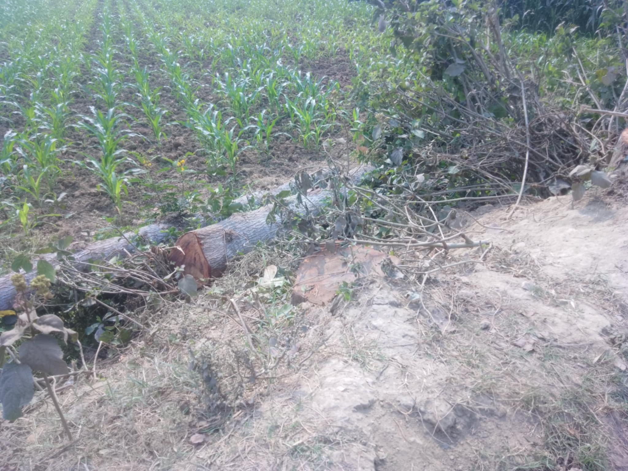 হিজলগাড়ী-কোটালী সড়কে সরকারি গাছ কাটার চেষ্টা