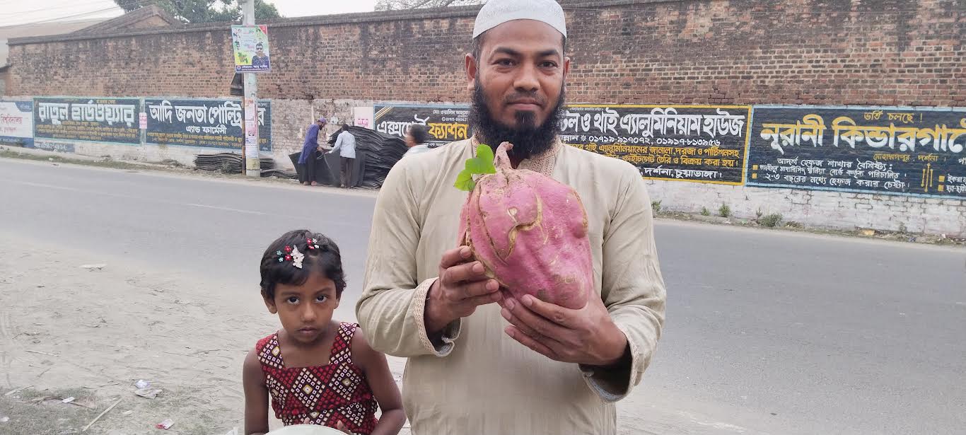 দর্শনায় একটি মিষ্টি আলুর ওজন প্রায় সাড়ে ৩ কেজি!