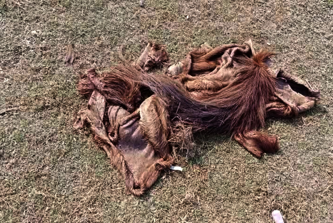 ঝিনাইদহে অন্ধ ঘোড়া জবাই, এলাকায় চাঞ্চল্য