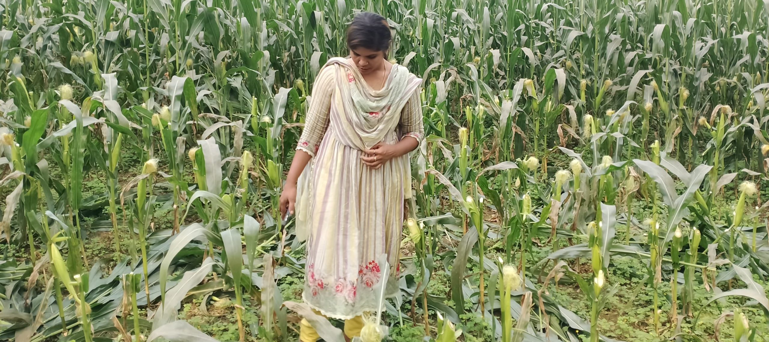 দামুড়হুদার কোমরপুরে ৮ বিঘা জমির ভুট্টাগাছ কেটে দেওয়ার অভিযোগ