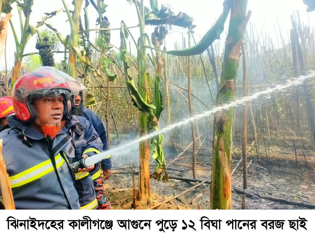 কালীগঞ্জে ১২ বিঘা পানের বরজে ভয়াবহ অগ্নিকাণ্ড