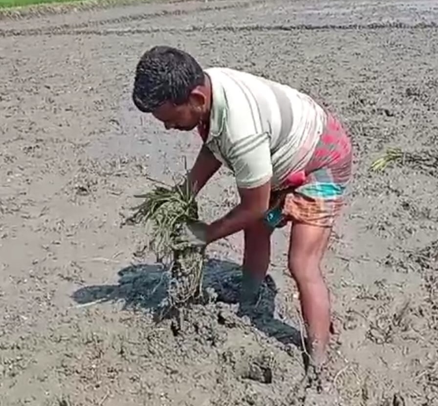 কার্পাসডাঙ্গায় কৃষকের এক বিঘা জমির ধান নষ্ট করে দেয়ার অভিযোগ