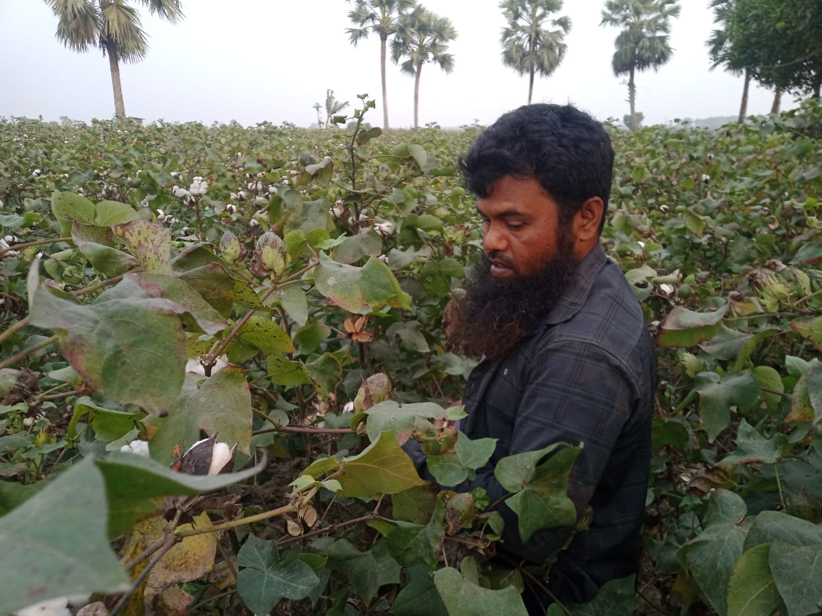 চুয়াডাঙ্গায় হাইব্রিড তুলার বাম্পার ফলন, ঋণ পাওয়ায় বেড়েছে চাষ