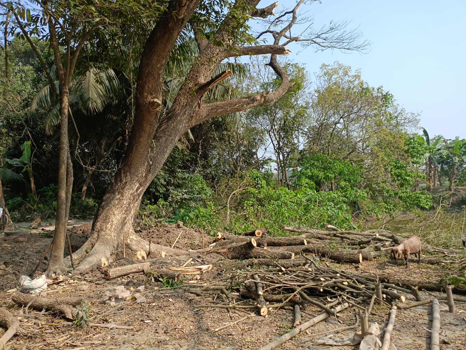 সরকারি গাছ কেটে নেওয়ার অভিযোগ