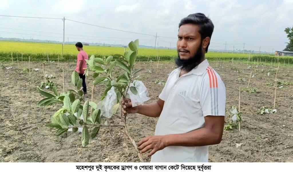 মহেশপুরে দুই কৃষকের ড্রাগন ও পেয়ারা গাছ কেটে দিল দুর্বৃত্তরা