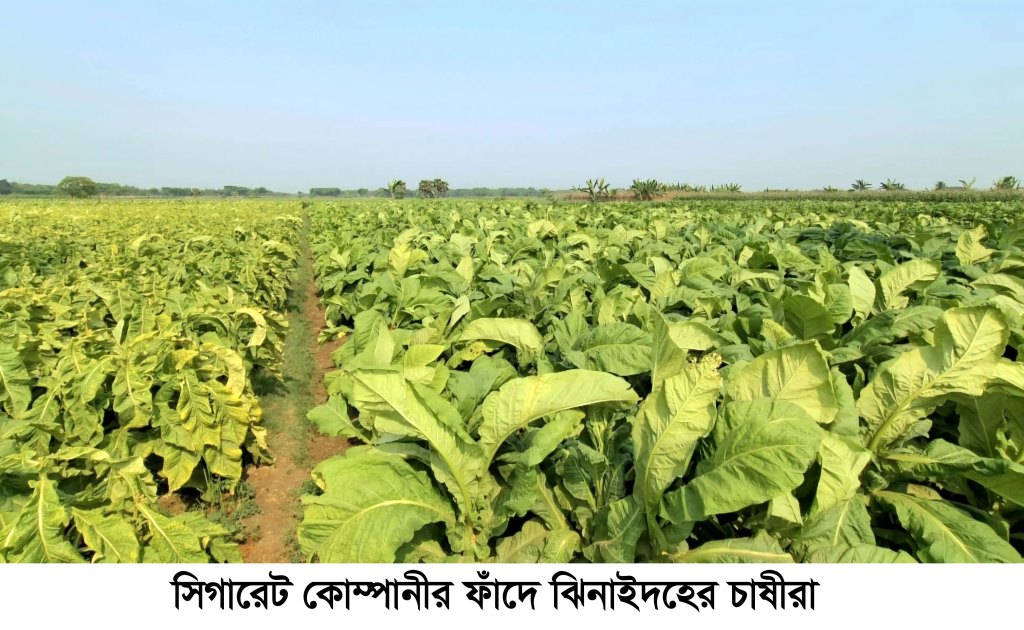 ঝিনাইদহে সিগারেট কোম্পানির ফাঁদে চাষিরা, প্রতিনিয়ত বাড়ছে তামাক চাষ