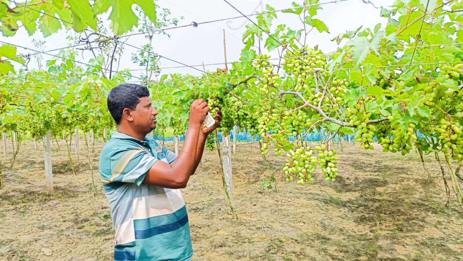 জীবননগরে পরীক্ষামূলক আঙুর চাষে সফল আশরাফুল