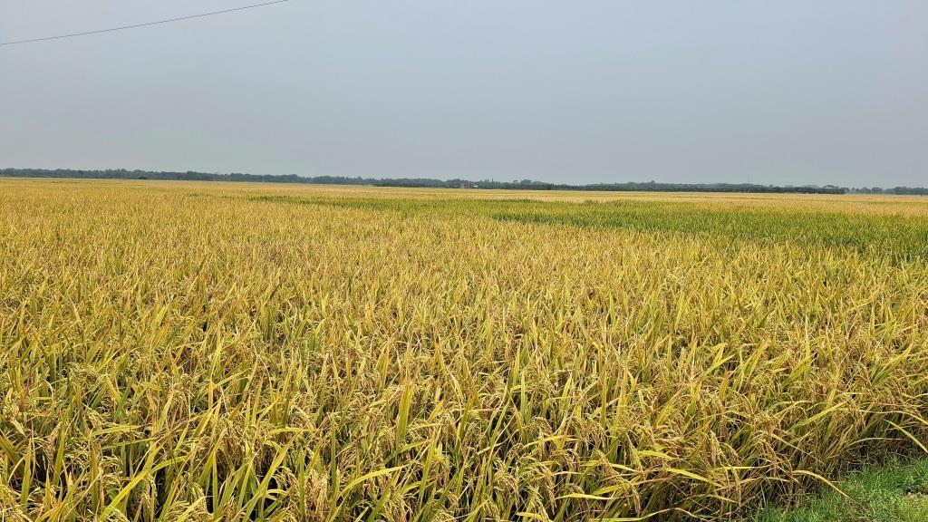 ঝিনাইদহে বোরো ধানের বাম্পার ফলন, লক্ষ্যমাত্রা ছাড়িয়েছে উৎপাদন